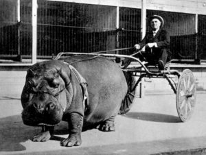 photo ancienne bizarre hippopotame