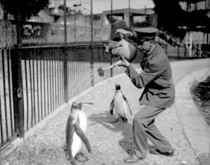 photo ancienne bizarre pingouin