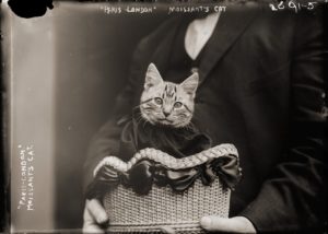 1-photos-anciennes-chat